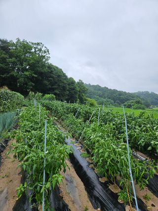 이도상님의 2024년 농사 계획은? · 참여글 작성글 사진