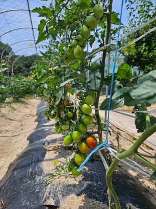 이도상님의 2024년 농사 계획은? · 참여글 작성글 사진