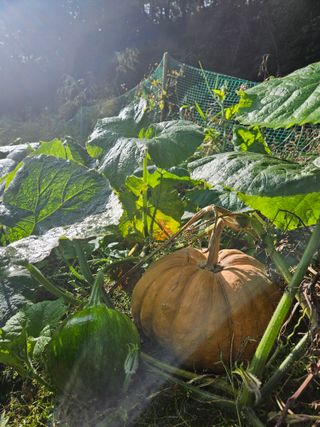 이도상님의 2024년 농사 계획은? · 참여글 작성글 사진