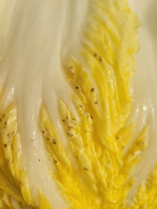 kbg님의 배추 · 병해충상담 작성글 사진