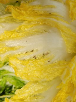 kbg님의 배추 · 병해충상담 작성글 사진