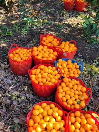 서귀포달코롬감귤농원님의 2024년 농사 계획은? · 참여글 작성글 사진