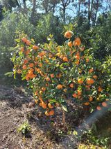 서귀포달코롬감귤농원님의 2024년 농사 계획은?·참여글 작성글 사진