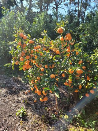 서귀포달코롬감귤농원님의 2024년 농사 계획은? · 참여글 작성글 사진