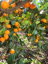 서귀포달코롬감귤농원님의 2024년 농사 계획은?·참여글 작성글 사진