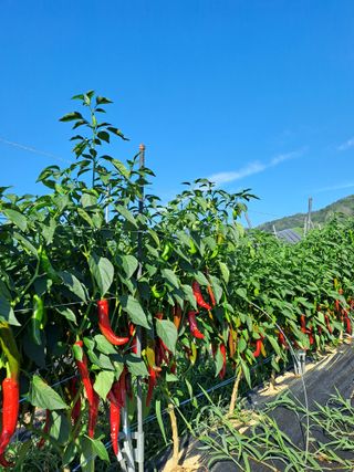 박흠님의 2024년 농사 계획은? · 참여글 작성글 사진