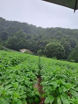 박흠님의 2024년 농사 계획은?·참여글 작성글 사진