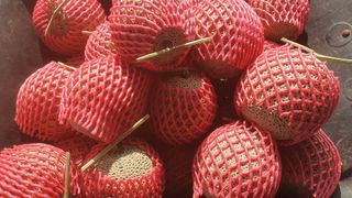 고창 다현이네님의 2024년 농사 계획은? · 참여글 작성글 사진