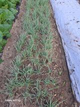 팜모닝 2024년 농사 계획은?·참여글 게시글 이미지