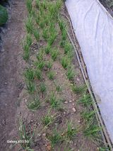 김만호님의 2024년 농사 계획은?·참여글 작성글 사진