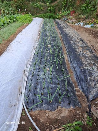 김만호님의 2024년 농사 계획은? · 참여글 작성글 사진