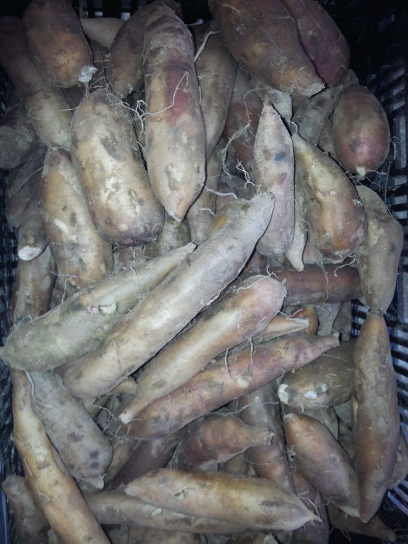 장터 상품 [야콘5kg(즙용)] 썸네일