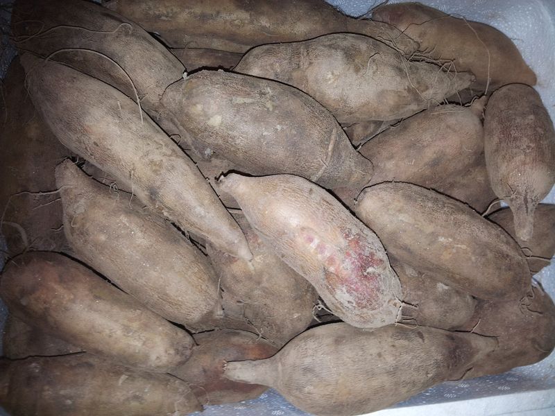 새움푸드님의 장터 판매 상품 [야콘5kg(즙용)] 첨부 사진