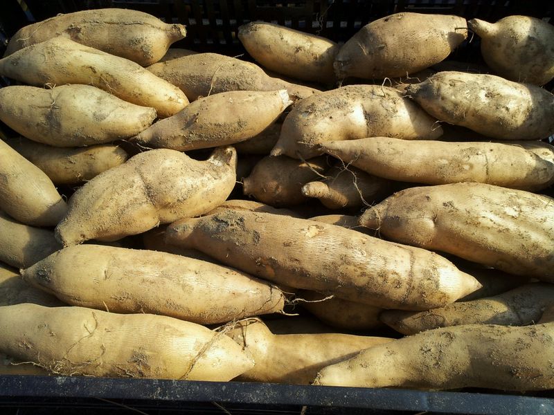 새움푸드님의 장터 판매 상품 [야콘5kg(즙용)] 첨부 사진