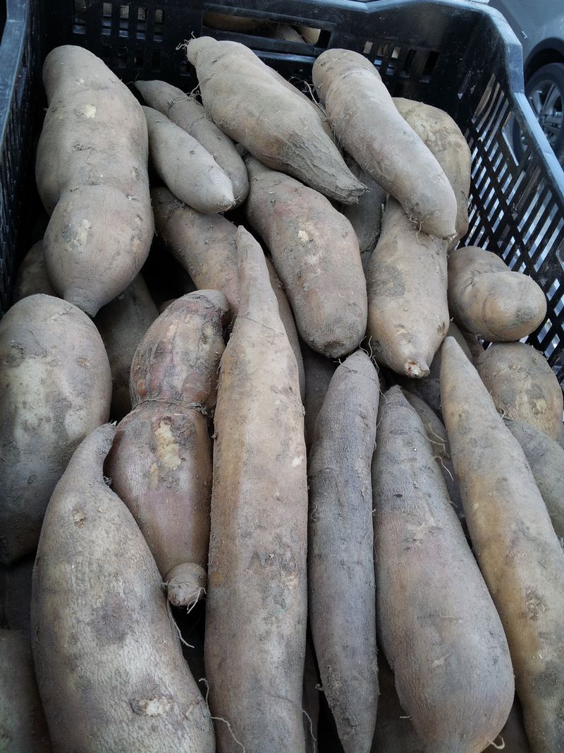 새움푸드님의 장터 판매 상품 [야콘5kg(즙용)] 첨부 사진