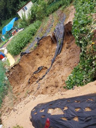 해안로님의 고추 · 자연재해•동물피해 작성글 사진