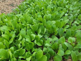 여우내 이순홍님의 시금치 · 일상 작성글 사진