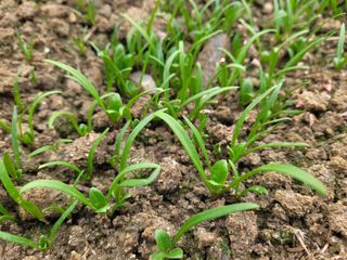 여우내 이순홍님의 시금치 · 일상 작성글 사진