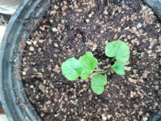 여우내 이순홍님의 시금치 · 일상 작성글 사진