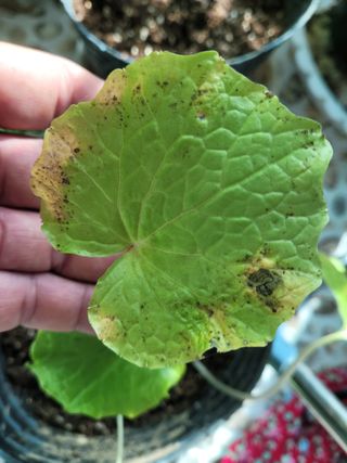 여우내 이순홍님의 시금치 · 일상 작성글 사진