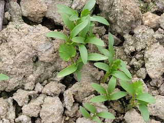여우내 이순홍님의 시금치 · 일상 작성글 사진