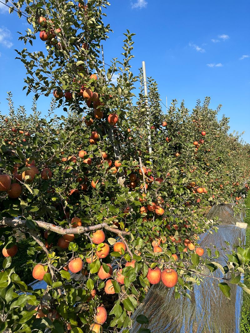 김성미님의 장터 판매 상품 [청송사과 가정용 5kg] 첨부 사진