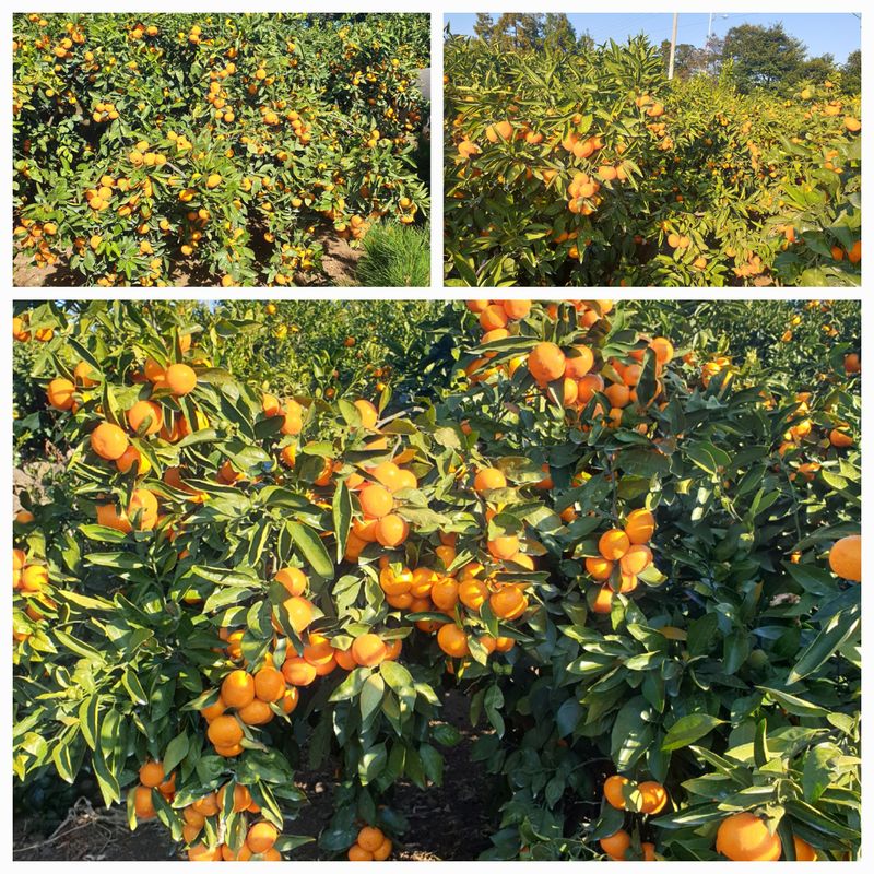 서귀포달코롬감귤농원님의 장터 판매 상품 [서귀포 저농약 조생귤 상품] 첨부 사진