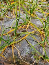 팜모닝 마늘·병해충상담 게시글 이미지