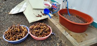 도시농부 박태영님의 기타작물 · 영농일지 작성글 사진