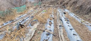 도시농부 박태영님의 고추 · 영농일지 작성글 사진