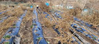 도시농부 박태영님의 고추 · 영농일지 작성글 사진