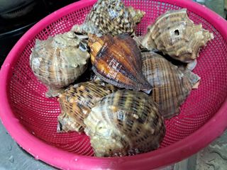 장은주님의 최근 내가 구매한 것은? · 참여글 작성글 사진