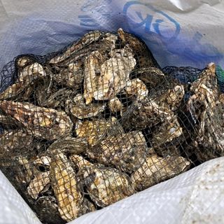 장은주님의 최근 내가 구매한 것은? · 참여글 작성글 사진