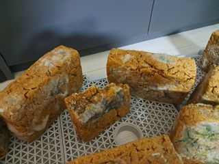 김종덕님의 농사, 무엇이든 물어보세요! · 참여글 작성글 사진