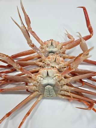 노가네수산님의 장터이야기 · 자유게시판 작성글 사진