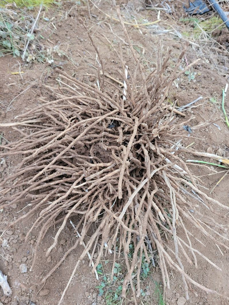 장터 상품 [아스파라거스 6년생] 썸네일