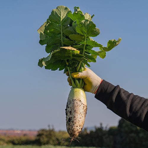 장터 상품 [제주담은농장 월동무] 썸네일