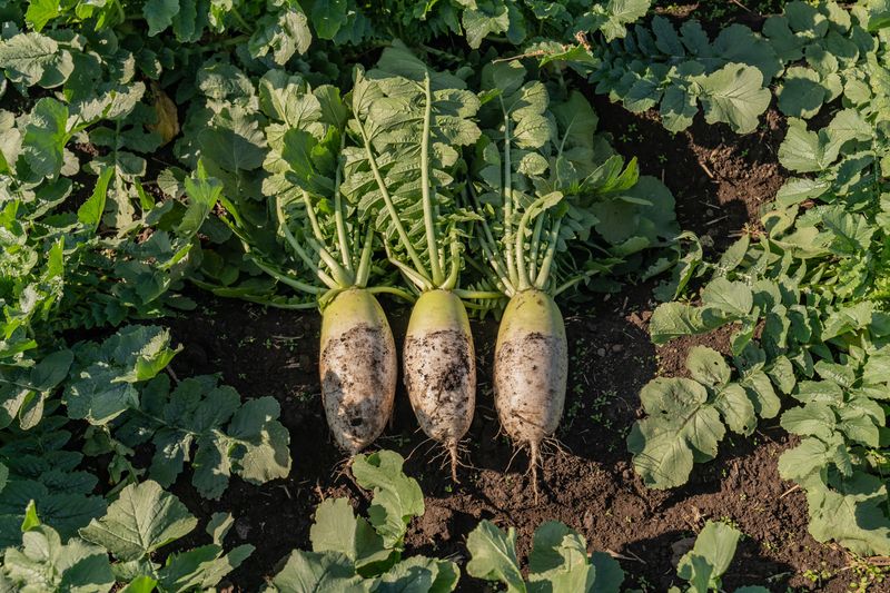 제주담은농장님의 장터 판매 상품 [제주담은농장 월동무] 첨부 사진