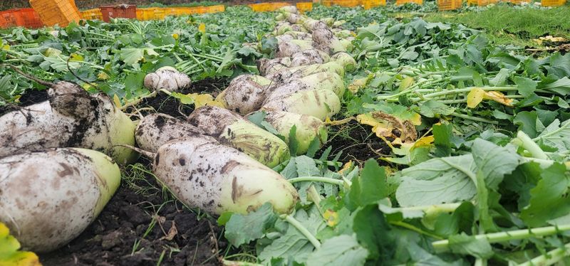 제주담은농장님의 장터 판매 상품 [제주담은농장 월동무] 첨부 사진