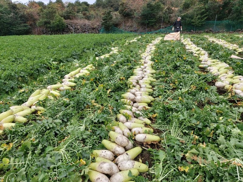 제주담은농장님의 장터 판매 상품 [제주담은농장 월동무] 첨부 사진