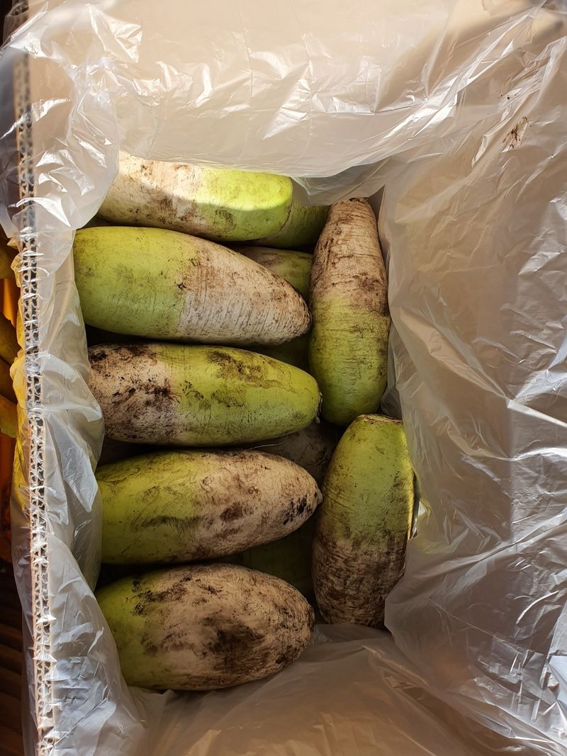 제주담은농장님의 장터 판매 상품 [제주담은농장 월동무] 첨부 사진