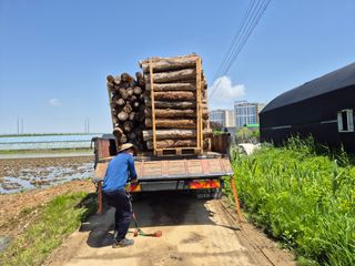 다음:농수산물공동구님의 버섯 · 품종•종자 작성글 사진