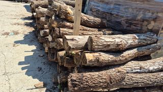 다음:농수산물공동구님의 버섯 · 품종•종자 작성글 사진