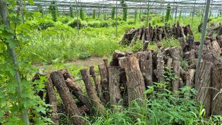 다음:농수산물공동구님의 버섯 · 품종•종자 작성글 사진