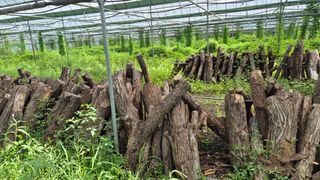 다음:농수산물공동구님의 버섯 · 품종•종자 작성글 사진