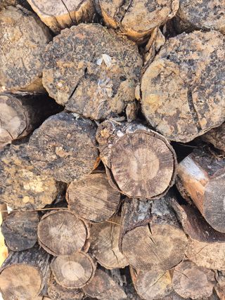 다음:농수산물공동구님의 버섯 · 품종•종자 작성글 사진