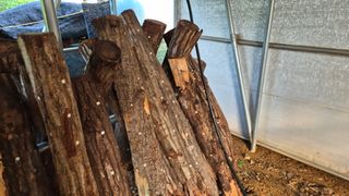 다음:농수산물공동구님의 버섯 · 품종•종자 작성글 사진