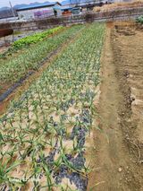 팜모닝 농사, 무엇이든 물어보세요!·참여글 게시글 이미지