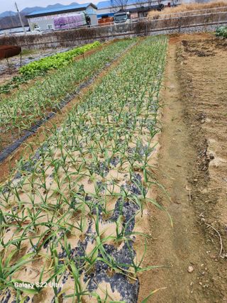 두릅나무6735님의 농사, 무엇이든 물어보세요! · 참여글 작성글 사진