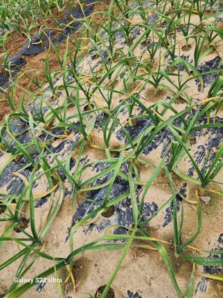 두릅나무6735님의 농사, 무엇이든 물어보세요! · 참여글 작성글 사진